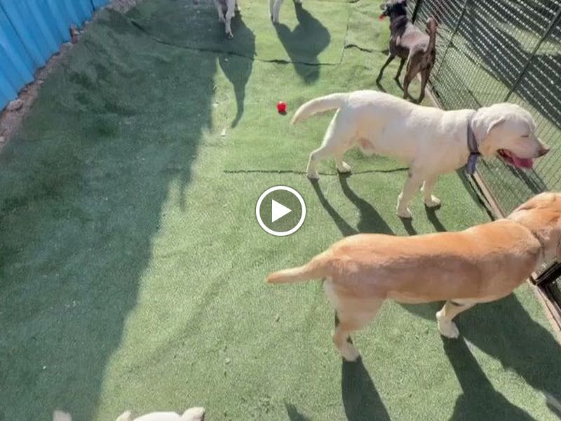 Gallery — Off Leash Dog Training & Security Services, Thane