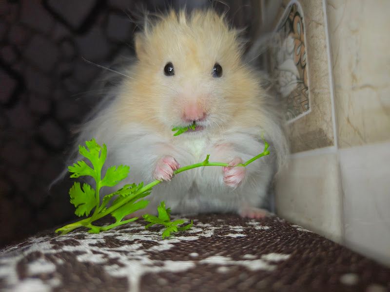 Exterior — Hamsters, Thane
