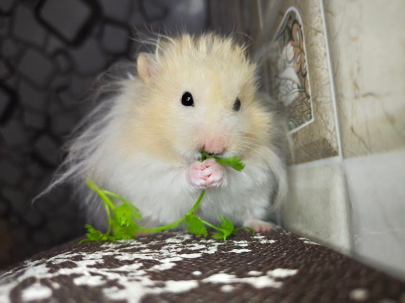 Exterior — Hamsters, Thane