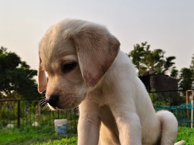 Gallery — Feastious Farm and Kennel, Pune