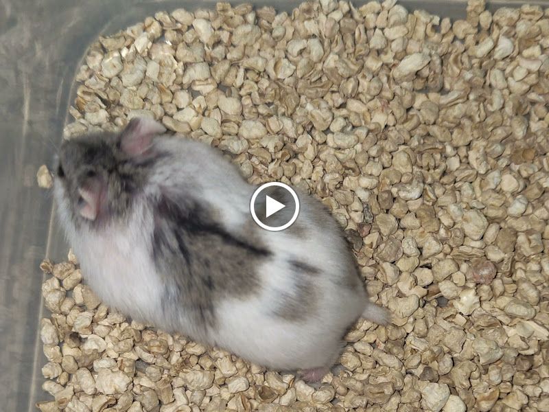 Gallery — Hamsters, Thane