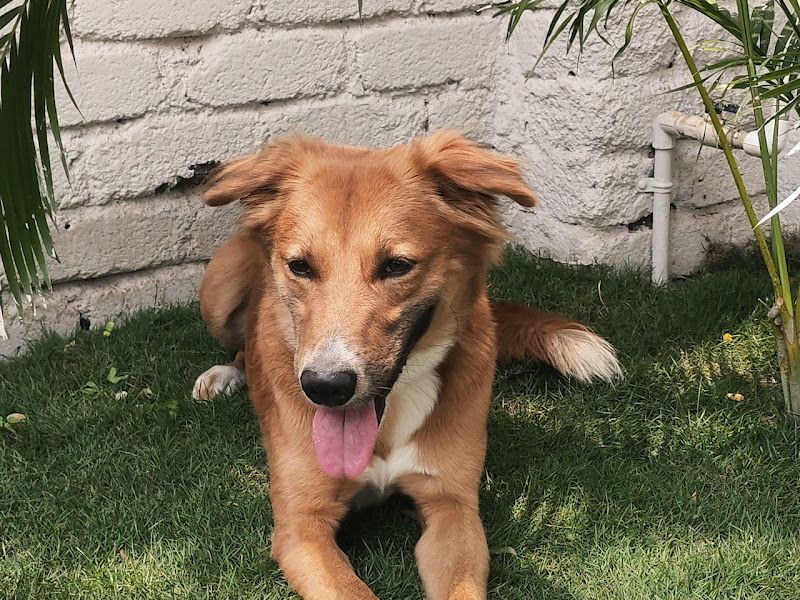 Gallery — Blossom Pet Boarding and Grooming Center, Pune