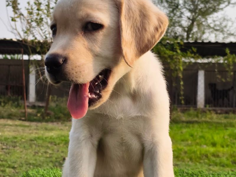 Gallery — Feastious Farm and Kennel, Pune