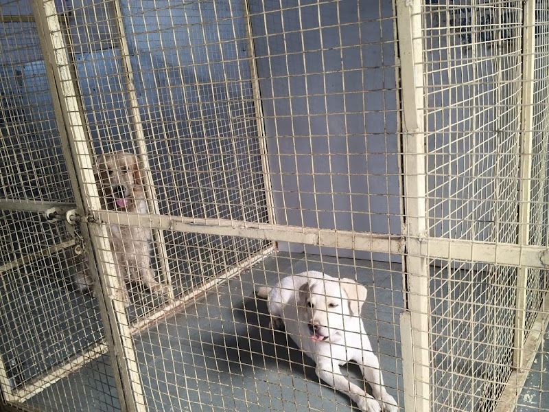 Gallery — Off Leash Dog Training & Security Services, Thane
