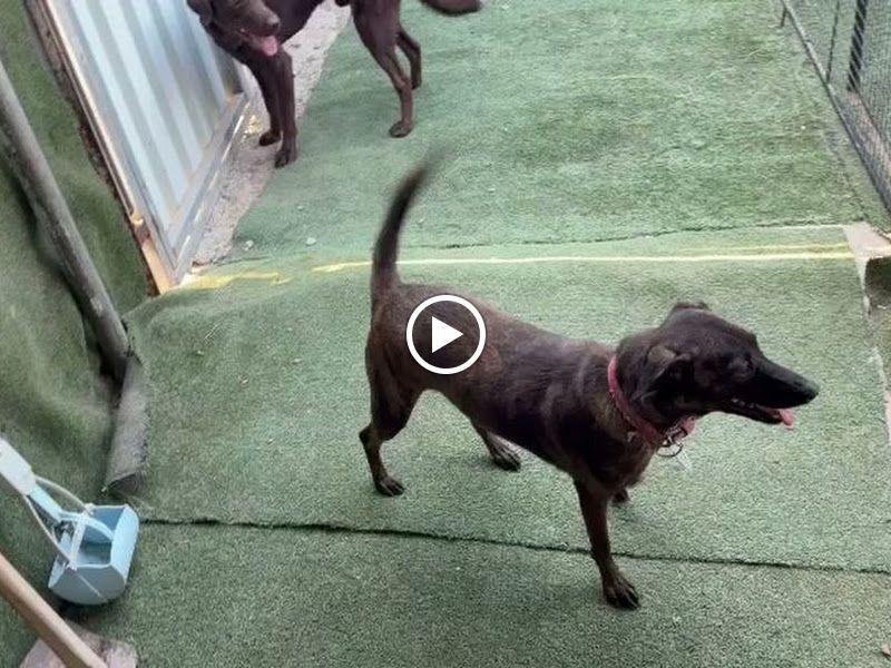 Gallery — Off Leash Dog Training & Security Services, Thane