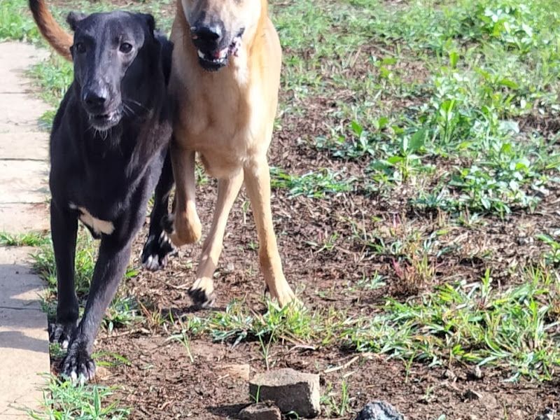 Gallery — Petpals Club, Pune