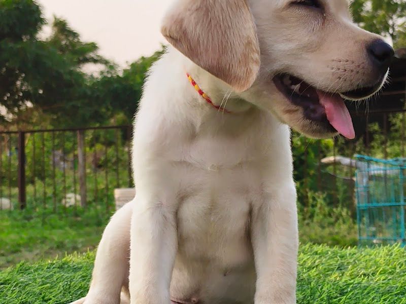 Gallery — Feastious Farm and Kennel, Pune