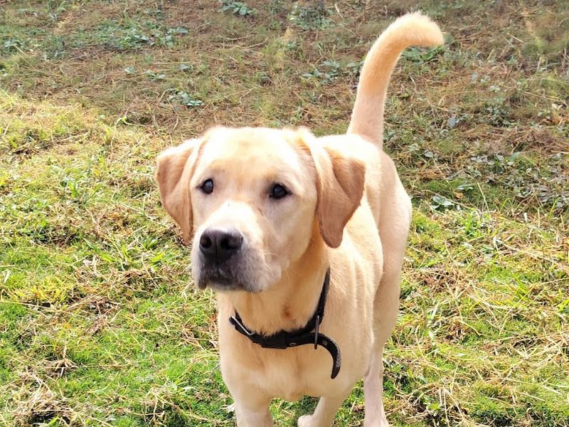 Gallery — Petpals Club, Pune