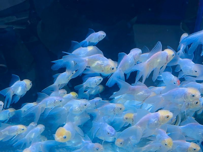 Gallery — Pets Magic Aquarium & Pet Shop, Pune