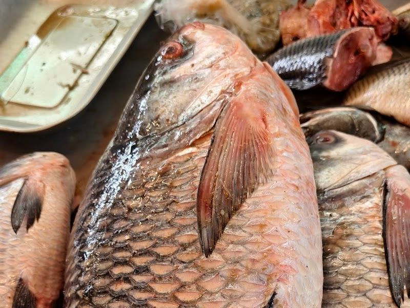 Gallery — Ibrahim Fish Supplier, Mumbai