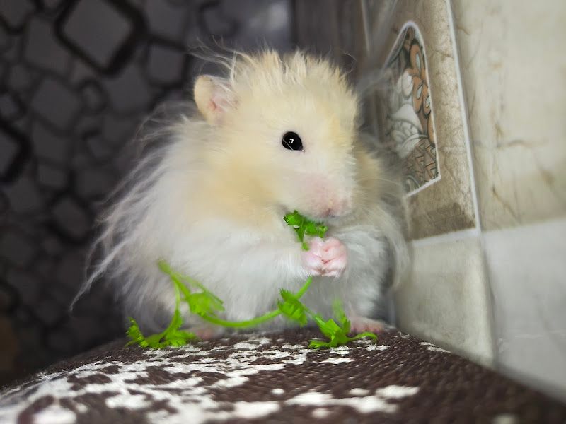 Exterior — Hamsters, Thane