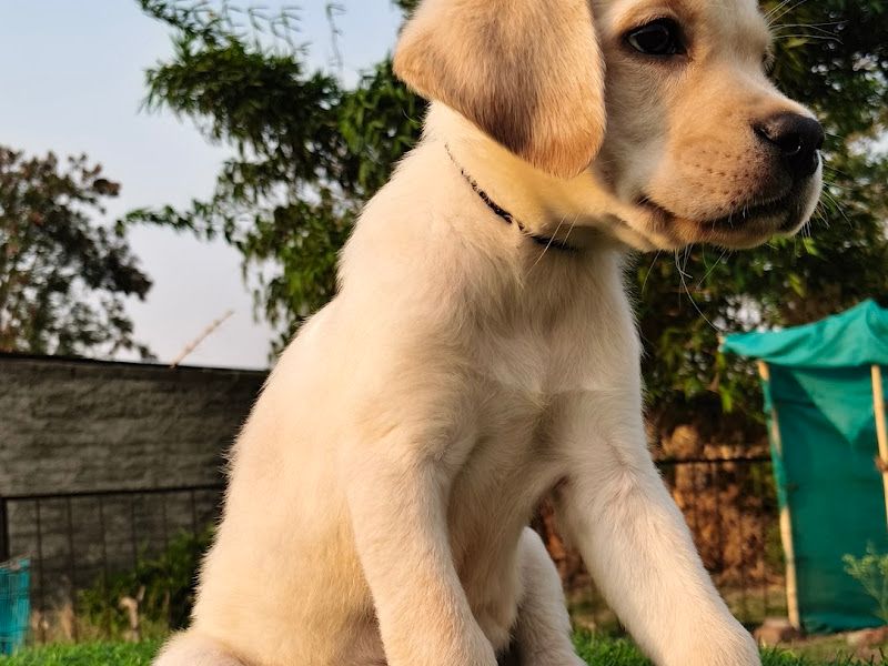 Gallery — Feastious Farm and Kennel, Pune
