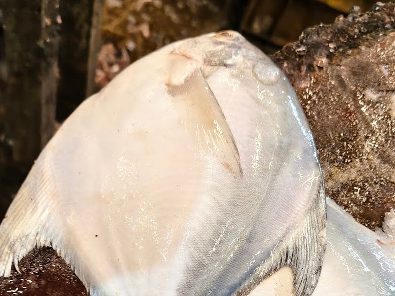 Gallery — Ibrahim Fish Supplier, Mumbai