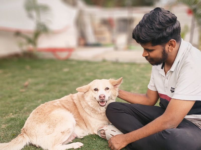 Gallery — Blossom Pet Boarding and Grooming Center, Pune