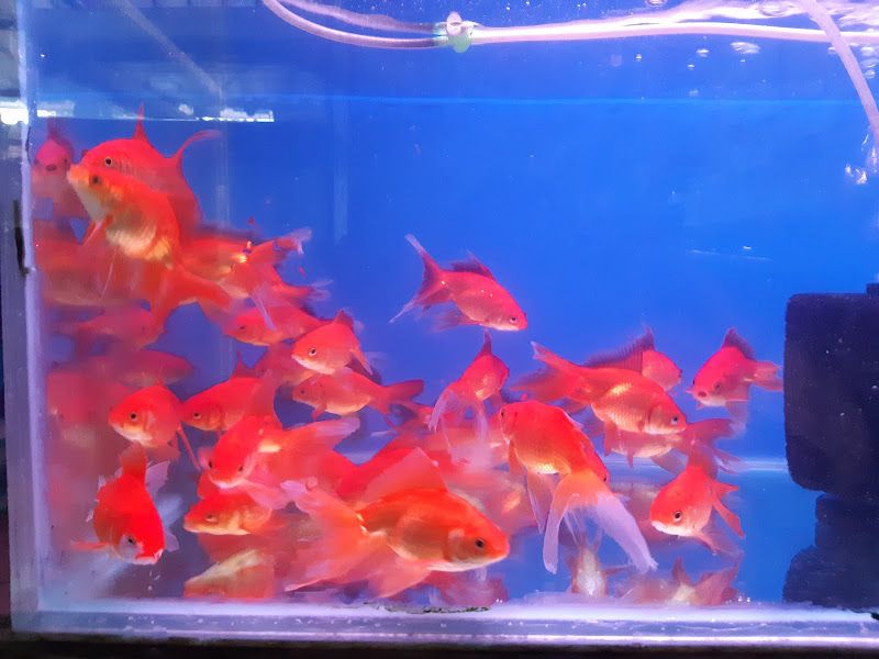 Interior — Pets Magic Aquarium & Pet Shop, Pune