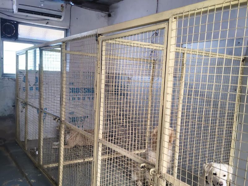 Gallery — Off Leash Dog Training & Security Services, Thane