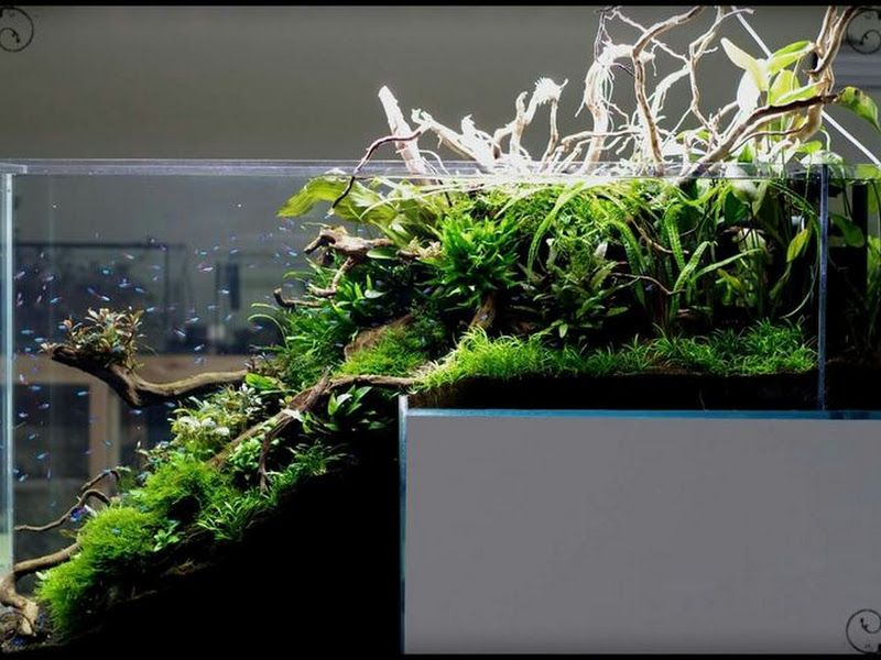 Gallery — Aquadunia - The Aquarium Gallery, Pune