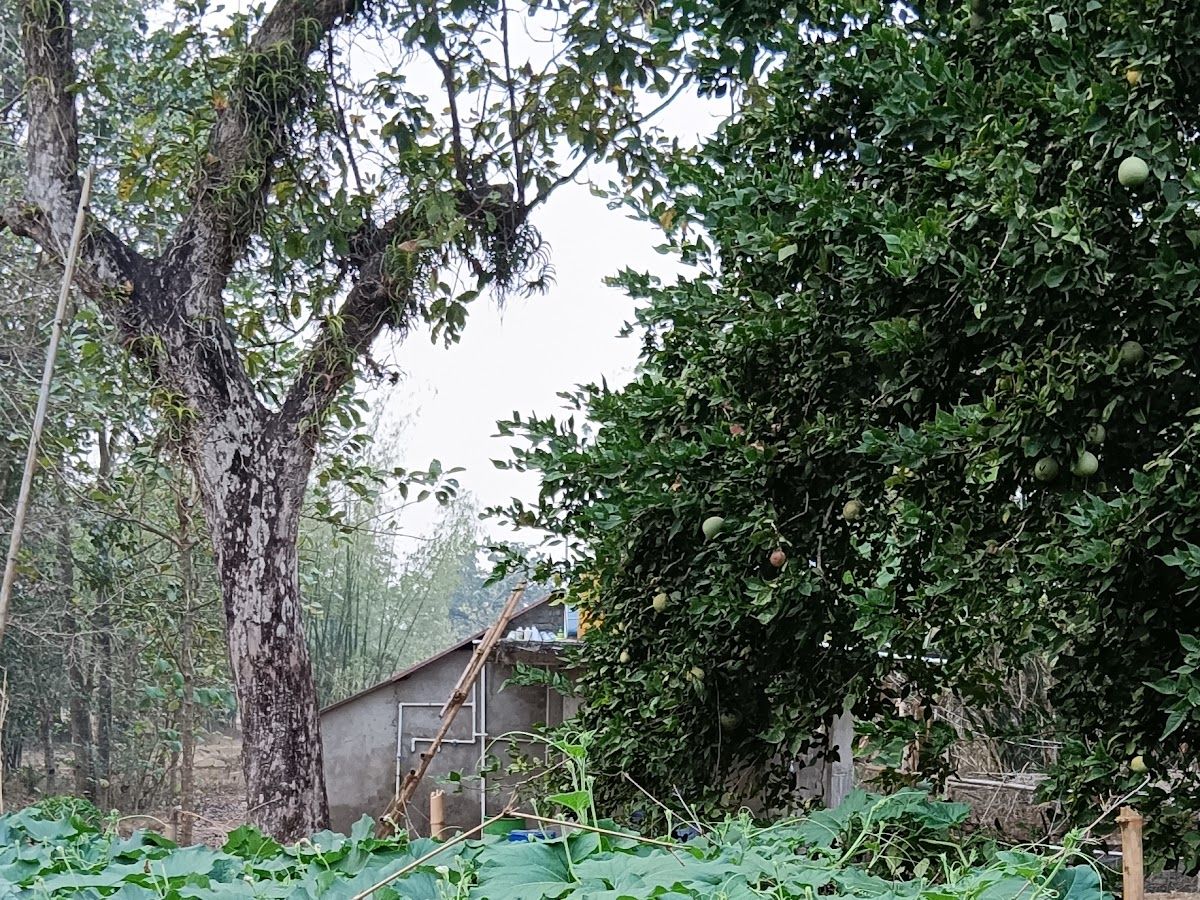 Gallery — Bulbul, Mayurbhanj