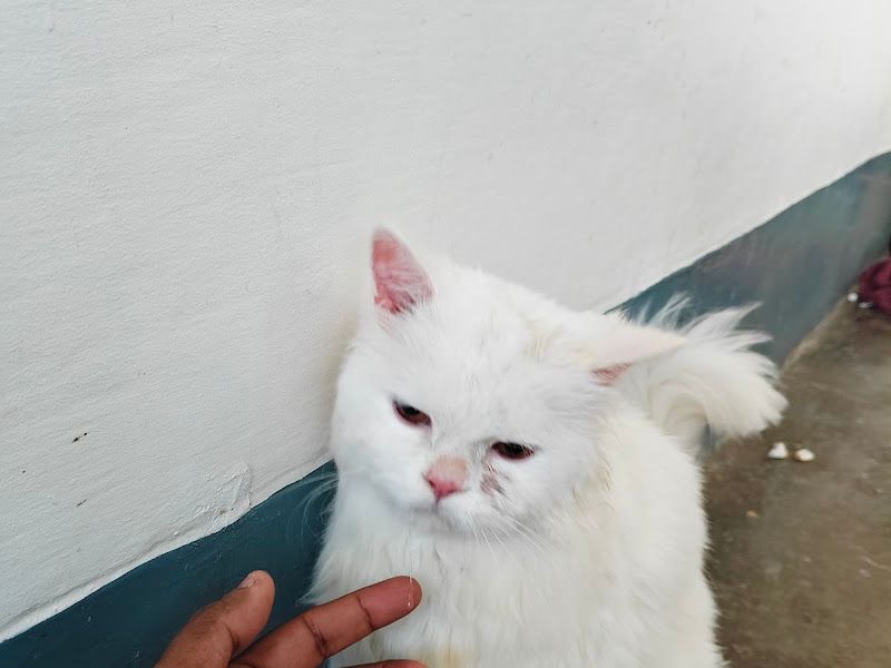Gallery — SOFT PAW GROOMING, Dakshin Barasat