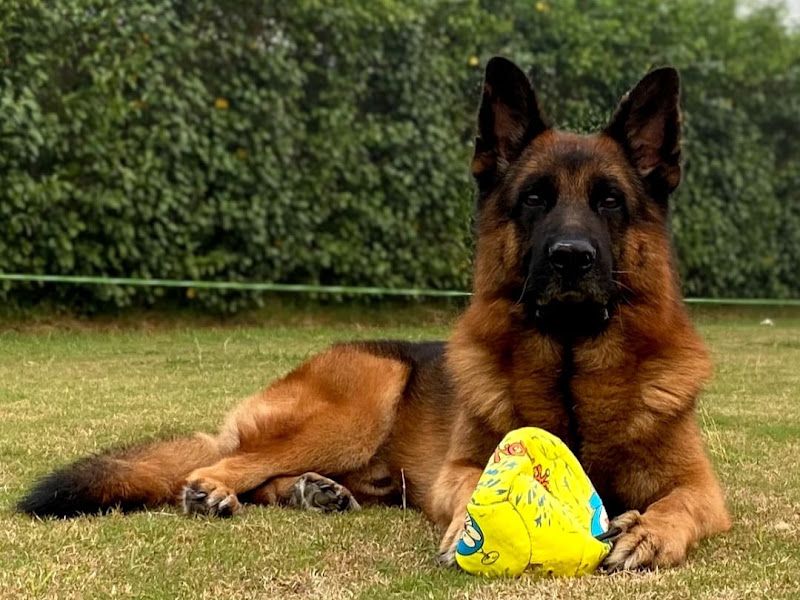 Gallery — Akshay's Kennel (German Shepherd Golden retriever Dog ), Vishrambag, Sangli Miraj Kupwad