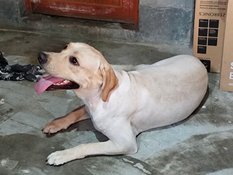 Gallery — SOFT PAW GROOMING, Dakshin Barasat