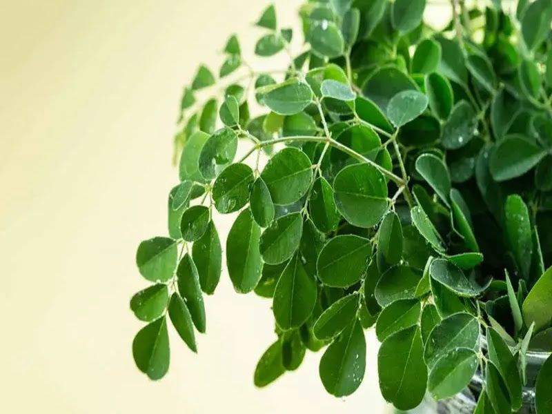 Gallery — Almapuro Agri Pvt Ltd, Nidumakanahalli