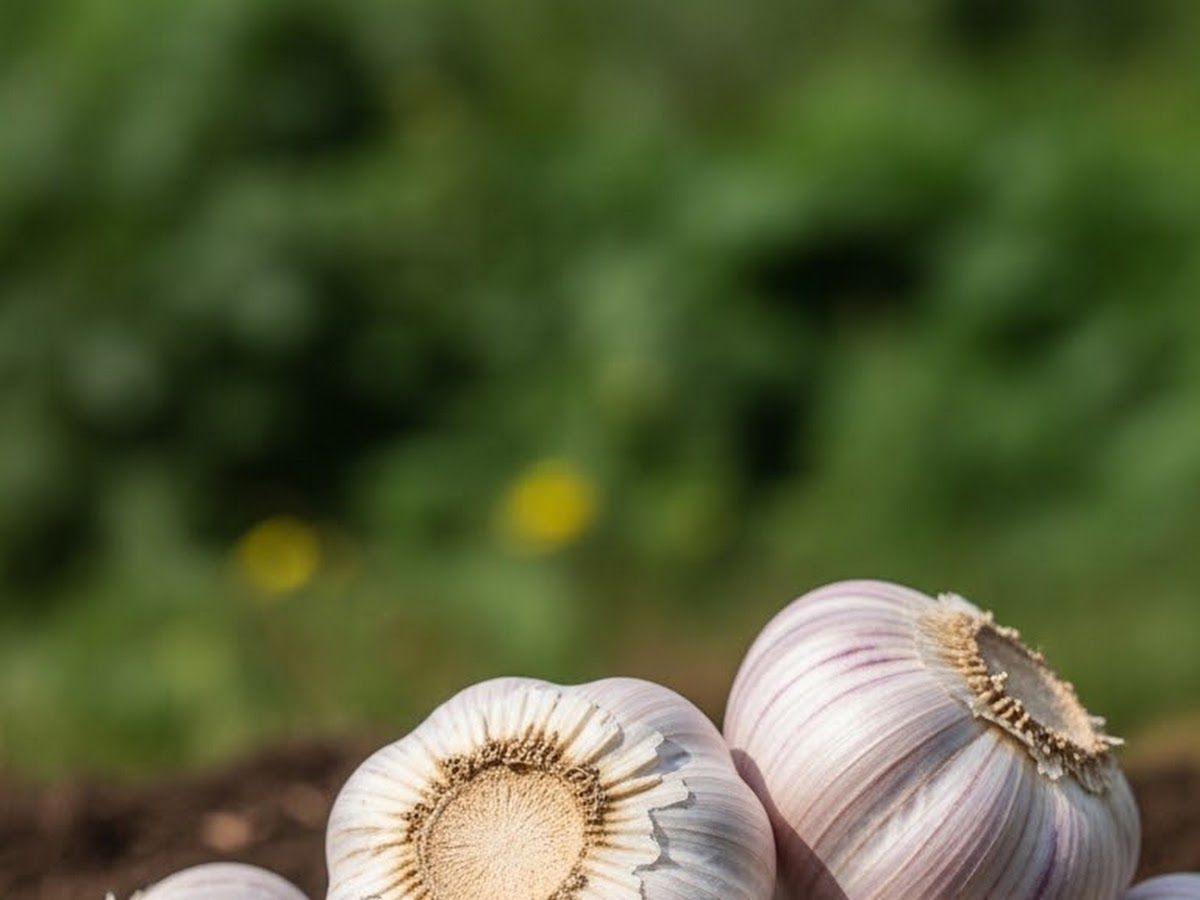 Gallery — GDN ooty garlic wholesale, Ooty