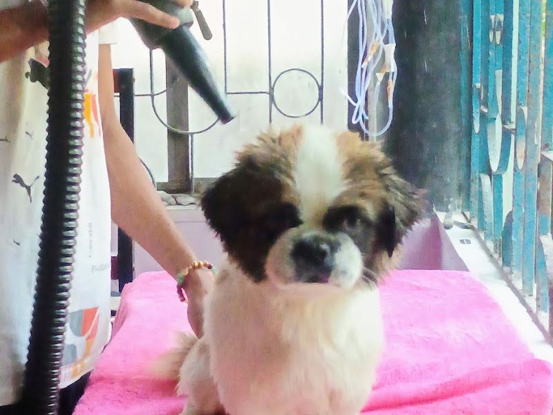 Gallery — SOFT PAW GROOMING, Dakshin Barasat