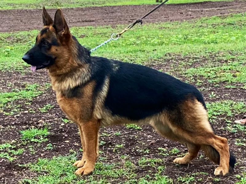 Gallery — Akshay's Kennel (German Shepherd Golden retriever Dog ), Vishrambag, Sangli Miraj Kupwad