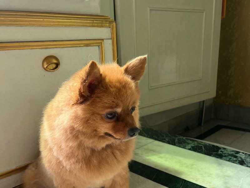 Gallery — SOFT PAW GROOMING, Dakshin Barasat