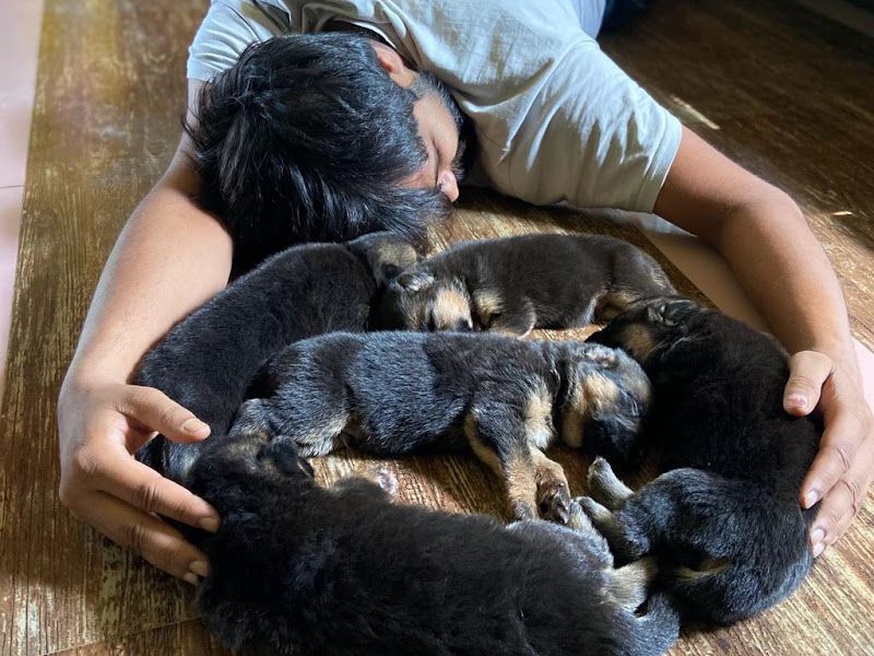Gallery — Akshay's Kennel (German Shepherd Golden retriever Dog ), Vishrambag, Sangli Miraj Kupwad
