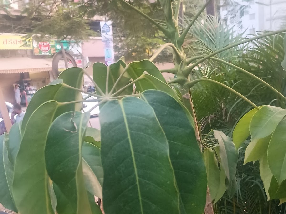 Decorative pots and pottery at GreenTown Nursery Kamothe