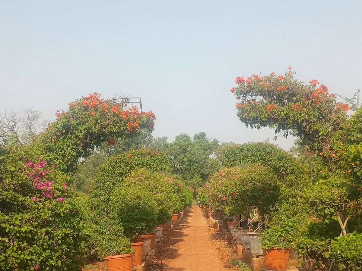 GreenTown Nursery plant display in Kamothe, Navi Mumbai