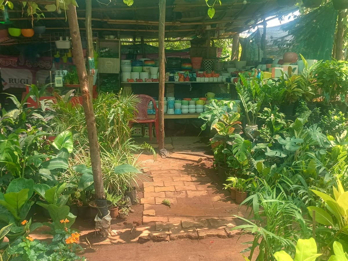 Healthy indoor plants for sale at GreenTown Nursery