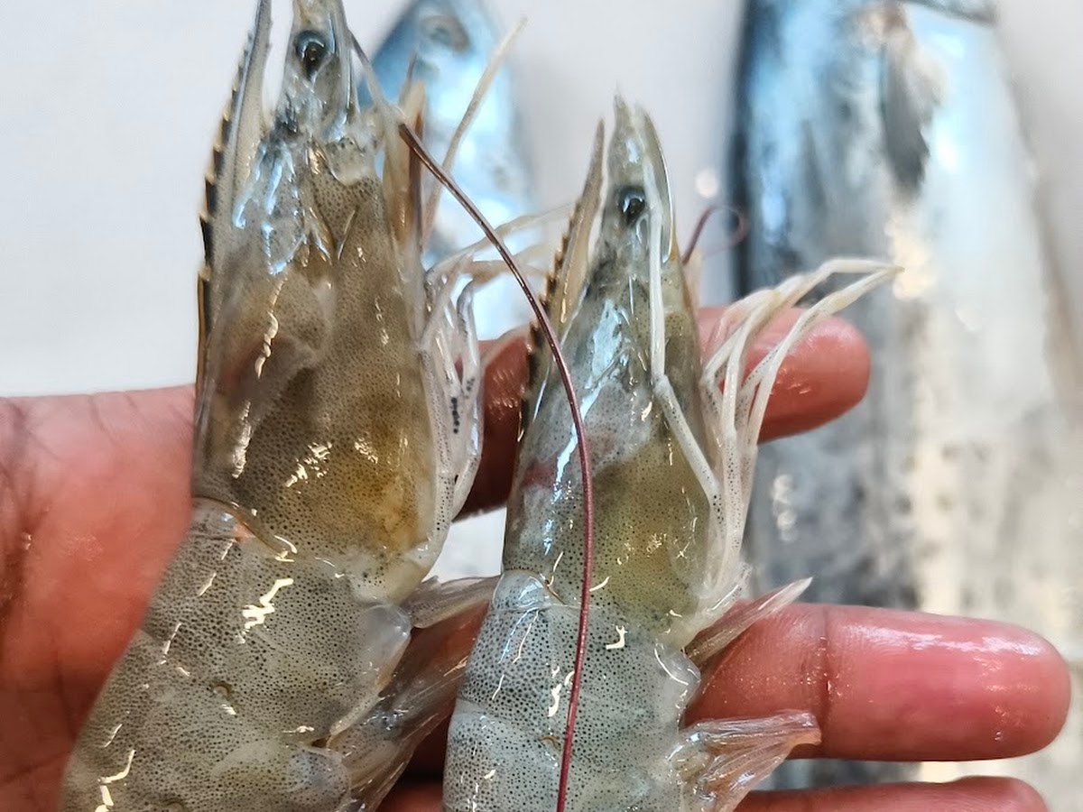 Plump prawns ready for order at Ibrahim Fish Supplier