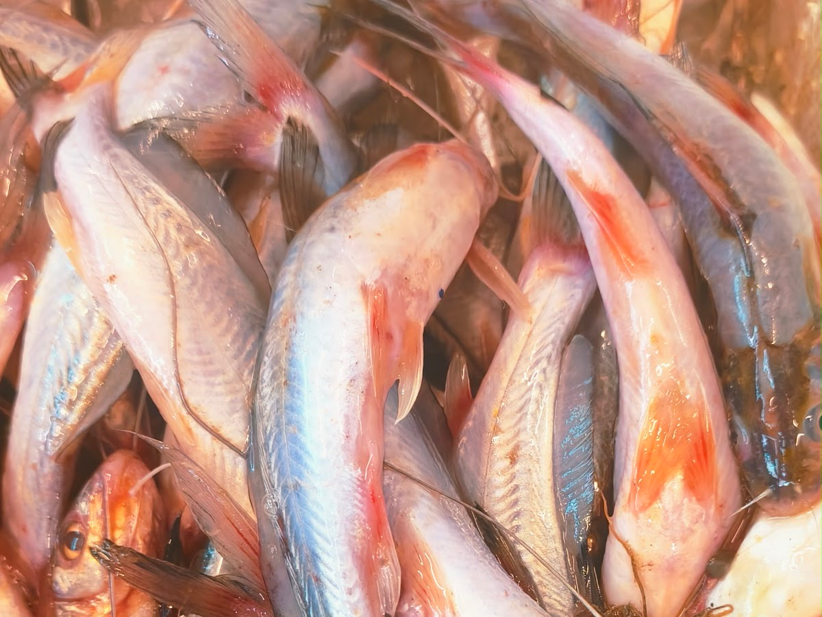 Freshwater and Bengali fish varieties stocked in Chembur