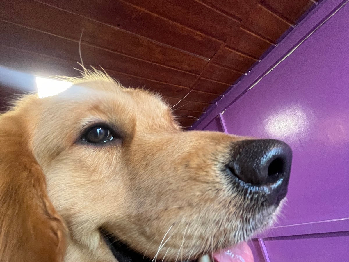 Senior dog cared for at Petpals Club boarding