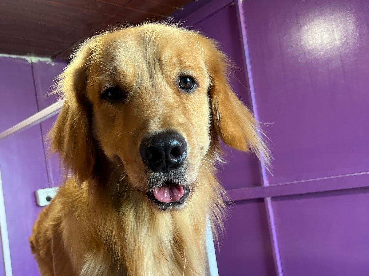Treats and food served to a dog at Petpals Club cafe