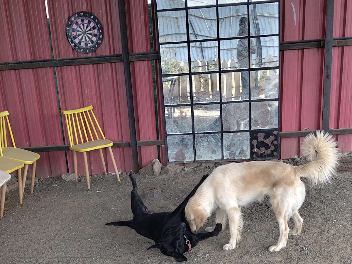 Dogs playing in the garden at Petpals Club dog boarding in Hinjawadi, Pune