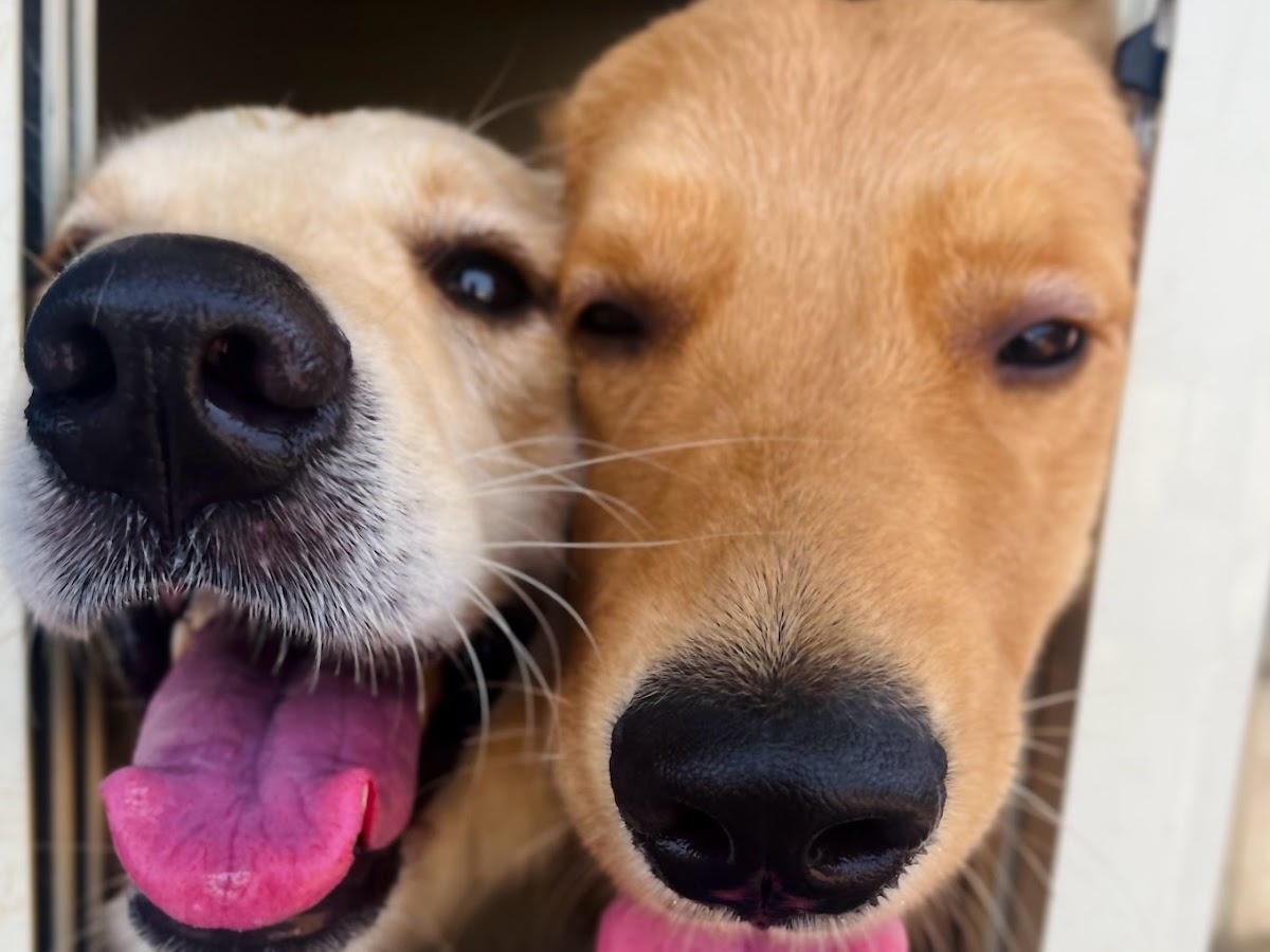 Puppy socialisation session at Petpals Club